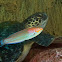 Green sea turtle & chameleon wrasse