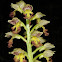 Small-dotted Orchid