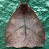 Automeris moth