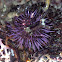 Purple sea Urchin