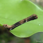 Moth Caterpillar