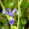 Blue Flag Iris