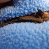 Myotis bat pup