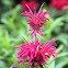 Monarda