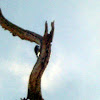 Acorn Wood Pecker