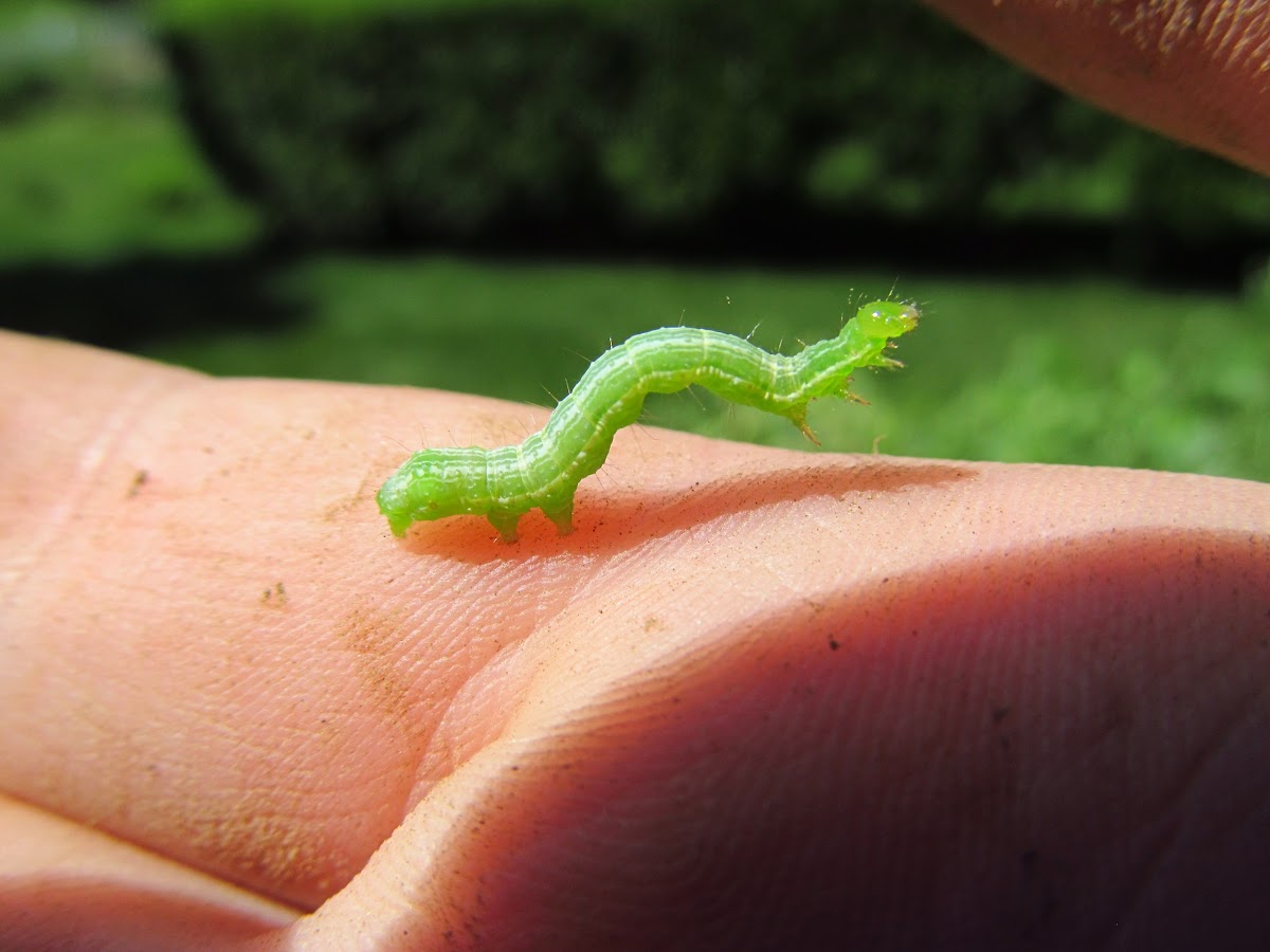 Inchworm