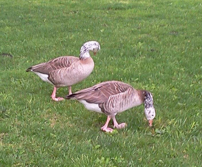 Greylag goose/Canada goose hybrid