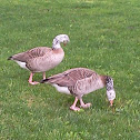Greylag goose/Canada goose hybrid