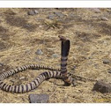 Zebra snake