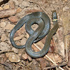 Ring-necked snake