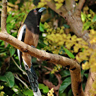 Rufous Treepie