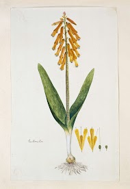 Lachenalia aloides (L.f.) Engl. var. aurea