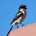 Common fiscal, Fiscal shrike
