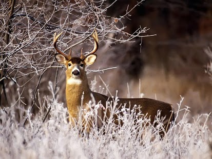How to get Deer Wallpapers 2.0.6 mod apk for bluestacks