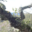 Oak Mistletoe