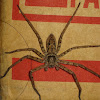 Giant crab spider (huntsman)