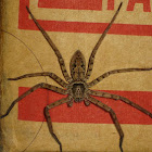 Giant crab spider (huntsman)