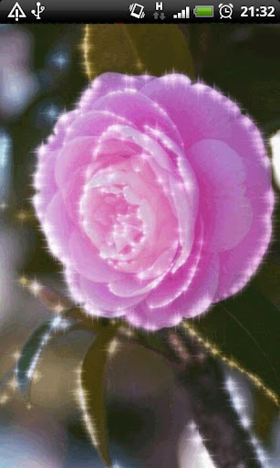 Soft Pink Rose Live Wallpaper