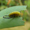 Larva - eucalyptus weevil
