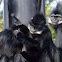 Francois' Langur