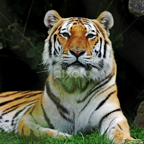 Tiger by Nikki Wilson - Animals Lions, Tigers & Big Cats