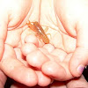 unknown crayfish