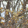 American Pussy Willow