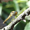Black-tailed Skimmer dragonfly (female)
