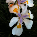 Morea iris