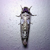 Cossid moth