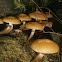 Brown Stew Fungus