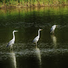 Grey Heron