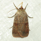 Lycophotia Moth
