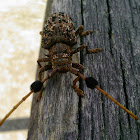 Hairy Tuft-bearing Longhorn