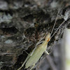 Narrow-winged Tree Cricket