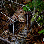 Western Capercaillie Female