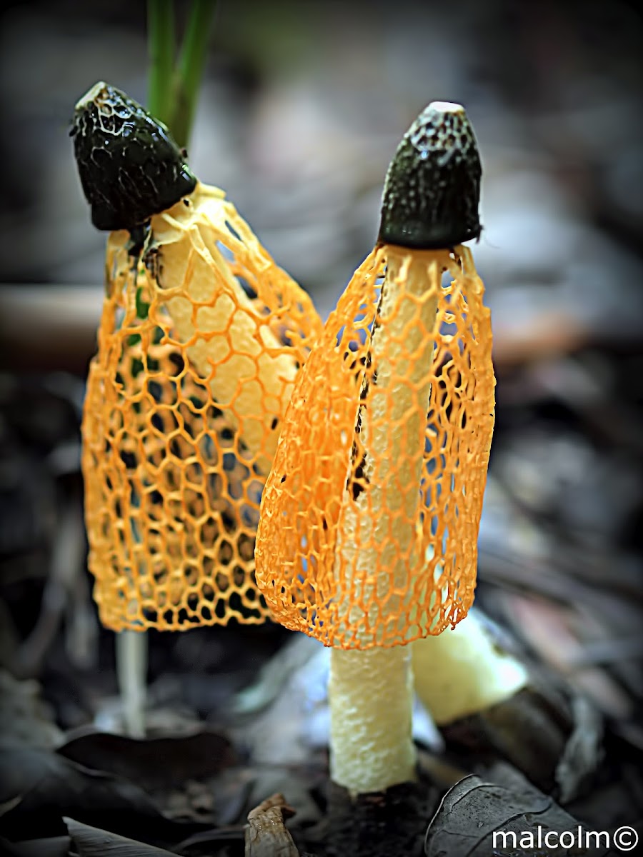 Maiden Veil Fungi