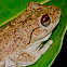 Northern Laughing Frog