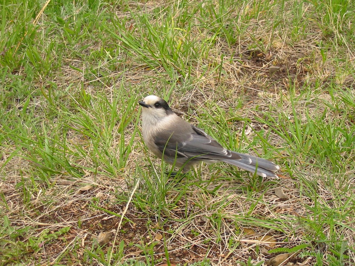 Whiskey Jack (Gray Jay)