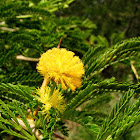 tree with yellow flowers