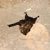 long-nosed bat