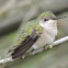 Ruby-throated Hummingbird (female)