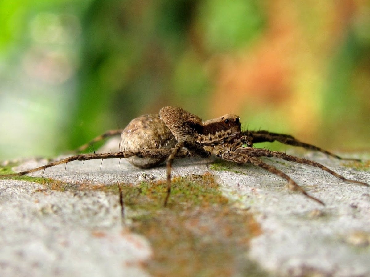 Wolf Spider