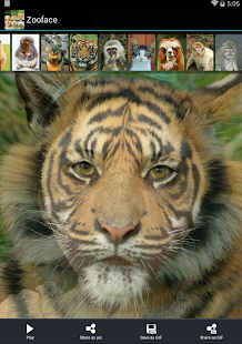 Zooface - GIF Animal Morph