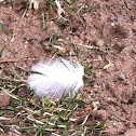 Feather, bird