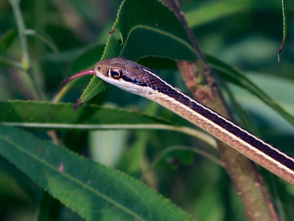 Common Ribbonsnake | Project Noah