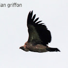 Eurasian Griffon