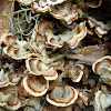 Turkey Tail