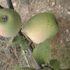 Malus domestica (Manzana "Pero de Cehegín")
