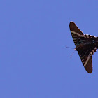 Urania Swallowtail Moth